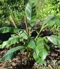BALDUR Garten 2x Winterharte Bananen Pflanze 'rot', Produktbild-Vorschau 2