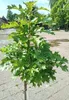 Kugelige Sumpfeiche Quercus palustris Green Dwarf Hochstamm Produktbild-Vorschau 1