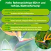 Purgrün Strelitzien-Dünger 1 Liter, Produktbild-Vorschau 3