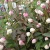 A close-up view of a flowering plant with many pink and white buds. Anteprima dell’immagine prodotto