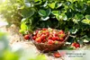 HaGaFe Beerendünger Tomatendünger Gurkendünger Gemüsedünger Produktbild-Vorschau 3