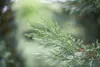 Cupressocyparis leylandii, Leyland-Zypresse, immergrün, Produktbild-Vorschau 2