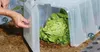 A hand is shown opening a clear plastic plant tunnel covering a head of lettuce. Voir les images du produit