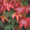 2 x Samopnoucí liána 'Veitchii' - Parthenocissus Náhled obrázku produktu 2