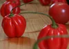 SAFLAX Ensemble de culture - Piment habanero - 10 graines - Voir les images du produit 4
