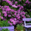 Rhododendren - 3 Stk - Rhododendron 'catawbiense purple' - Produktbild-Vorschau 5