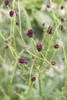 Großer Wiesenknopf, im Topf - Sanguisorba officinalis Produktbild-Vorschau 1