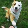 relaxdays hojdačka pre psov Dog Agility hnedá 180,0 x 30,0 Náhľad obrázku produktu 5