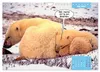 Lustige Eisbären (Wandkalender 2027 DIN A4 quer), CALVENDO Produktbild-Vorschau 8