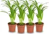 Areca Palme Dypsis Lutescens – 4 Pflanzen – Ø12cm – Höhe Produktbild-Vorschau 1