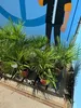 Chamaerops Humilis - europejska palma karłowata - Podgląd zdjęcia produktu 6