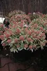 Skimmia japonica Magic Marlot ® -  Weißbunte Skimmie Magic Produktbild-Vorschau 2