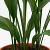 1x Aspidistra Elatior Zimmerpflanze, 80 cm Höhe, 19 cm Produktbild-Vorschau 5