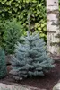 Stech-Fichte ´BLUE DIAMOND®´ 20-30 cm, Cont. 2,5 l Produktbild-Vorschau 4