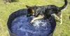 Hundepool 160x30 cm/ 120x30cm PVC + ABS Klappbar Produktbild-Vorschau 6