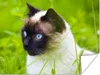 MuchoWow® Poster Siamesische Katze im Gras 160x120 cm - Produktbild-Vorschau 1