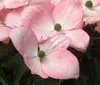 Cornus kousa 'Satomi' ('new red/rosabella') - Japanischer Náhled obrázku produktu 4