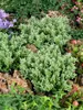 Hebe 'Cobb Valley', Strauchveronika, kompakt, 10–15 cm Produktbild-Vorschau 2