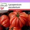 SAFLAX - Rajče - Costoluto Genovese - Lycopersicon Náhled obrázku produktu 5