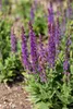 Salvia nemorosa 'Blaukönigin', Steppensalbei, blau, ca. 9x9 Produktbild-Vorschau 4