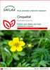 SAFLAX - cinquefoil - Potentilla anserina - 20 Semená Náhľad obrázku produktu 1