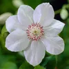 Bloomique - 2er-Set - Clematis Miss Bateman - Waldrebe - Produktbild-Vorschau 2