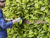 A man is trimming a hedge with a green hedge trimmer. Podgląd zdjęcia produktu