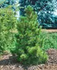Pinus cembra, Zirbelkiefer, 60–70 cm Produktbild-Vorschau 2