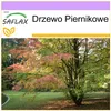 SAFLAX - Drzewo Piernikowe - 200 Nasiona - Cercidiphyllum Podgląd zdjęcia produktu 8