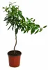 Satsuma (mandarynka) jako sadzonka, wysokość ok. 50 cm – Podgląd zdjęcia produktu 4