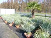 Yucca Rostrata 80 - 100 cm in Bonsai Schale | winterhart | Produktbild-Vorschau 7