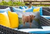 MuchoWow® Outdoor Kissen - Scottish Hochlandrind - Straße - Produktbild-Vorschau 4