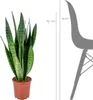 Bloomique - Zestaw 2 szt. - Sansevieria Zeylanica - Język Podgląd zdjęcia produktu 2