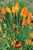 Stauden Gänge 3 x Kniphofia ‘Mango Popsicle’ - Fackellilie Produktbild-Vorschau 6