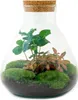 Flaschengarten Set – Sammie Coffea – DIY Terrarium – 26 cm Produktbild-Vorschau 7