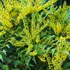 2 x  Mahónie  - Mahonia media 'Winter Sun'  | 30-50 cm v Náhled obrázku produktu 2