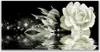 Glasbilder 140x70 Wandbild Druck auf Glas Rose Pflanzen Produktbild-Vorschau 1