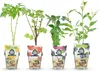GreenboutiQ - Obstpflanzen - Regenbogen - Rote Produktbild-Vorschau 2