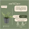 Plants by Frank | 24 Plantes de cotoneaster | Cotoneaster Voir les images du produit 4