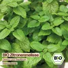 Samenliebe  Zitronenmelisse Samen | Tee- & Heilpflanze - Produktbild-Vorschau 4