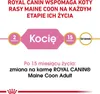 Royal Canin Feline Kitten Maine Coon 36 4kg Anteprima dell’immagine prodotto 9