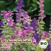 Samenliebe  Buntschopfsalbei Samen | Zierpflanze - bunt - Produktbild-Vorschau 4