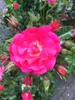 A close-up of a bright pink rose in bloom, surrounded by rose buds and green foliage. Produktbild-Vorschau