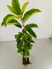Jabłoń domowa Malus domestica 'Granny Smith', doniczka 1,5 Podgląd zdjęcia produktu 3