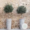 Bloomique - Olea Europaea - Olivenbaum Echt - Produktbild-Vorschau 2
