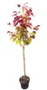 Cercis canadensis 'Eternal Flame' – 170–180 cm – Produktbild-Vorschau 1