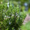 Bloomique - 3er Set - Rosmarinus Officinalis - Produktbild-Vorschau 3