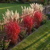Stauden Gänge 1 x Miscanthus sinensis 'Lady in Red' im 11 x Produktbild-Vorschau 4