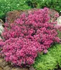 BALDUR Garten 18x Winterhart Bodendecker-Thymian, Pflanzen Produktbild-Vorschau 1