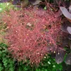 2 x Keř červené paruky - Cotinus coggygria 'Royal Purple' | Náhled obrázku produktu 2